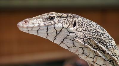 Perentie lizard reptile 4k wallpaper