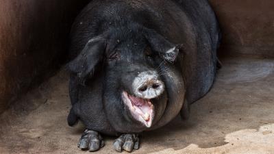 Pig fat muzzle funny 4k wallpaper