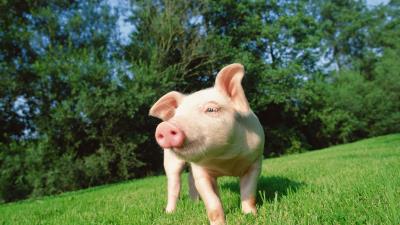 Pig grass lawn 4k wallpaper