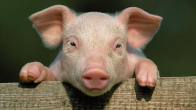 Pig little pig countryside hooves close up face 4k wallpaper