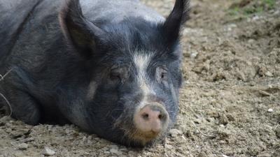 Pig muzzle mud 4k wallpaper