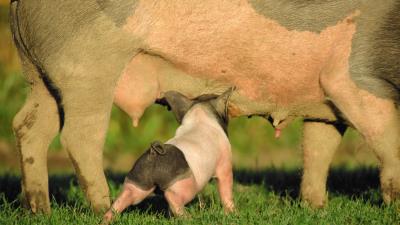 Pig pigs mammals 4k wallpaper