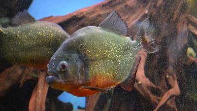 Piranha fishes predator scales spangles 4k wallpaper
