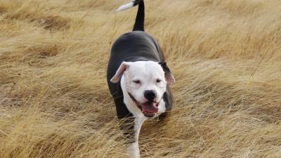 Pit bull dog grass walk 4k wallpaper
