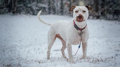 Pit bull terrier dog snow collar 4k wallpaper