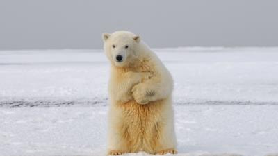 Polar bear bear funny 4k wallpaper