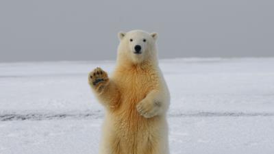 Polar bear bear paw 4k wallpaper