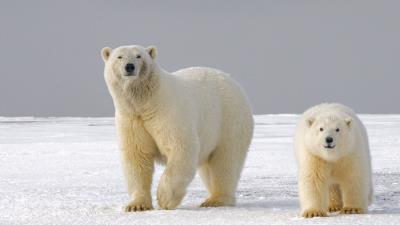 Polar bear bear predator image 4k wallpaper