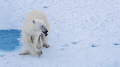 Polar bear bear predator photo 4k wallpaper