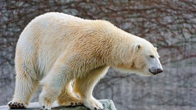 Polar bear rocks lie 4k wallpaper