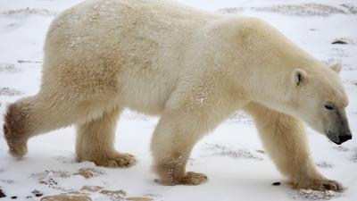 Polar bear snow winter 4k wallpaper