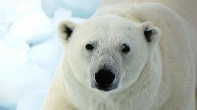 Polar bear white bear predator 4k wallpaper