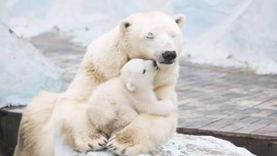 Polar bears cub 4k wallpaper