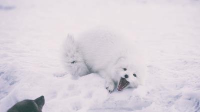 Polar fox arctic fox playful snow 4k wallpaper