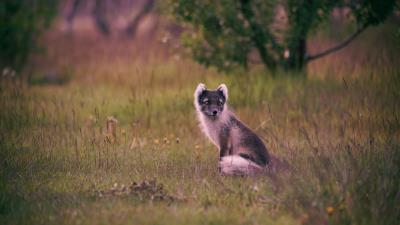 Polar fox arctic fox sits grass 4k wallpaper
