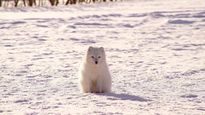 Polar fox arctic fox snow 4k wallpaper
