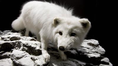 Polar fox face eyes 4k wallpaper