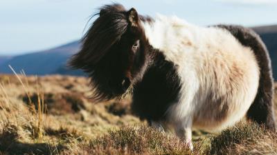 Pony horse long haired 4k wallpaper