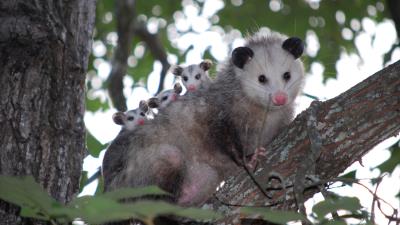 Possum cubs tree care family 4k wallpaper