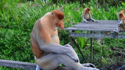 Proboscis monkey monkey sitting 4k wallpaper