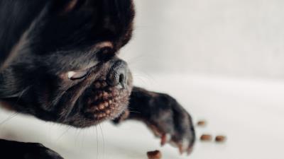 Pug dog black 4k wallpaper