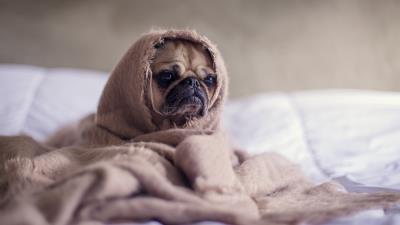 Pug dog blanket 4k wallpaper