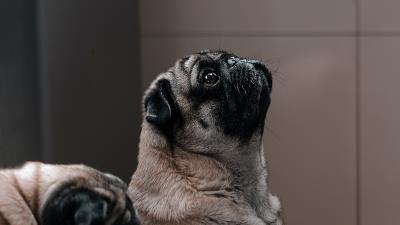 Pug dog glance 4k wallpaper