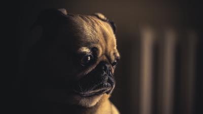 Pug dog muzzle 4k wallpaper