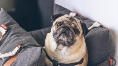 Pug dog pet image 4k wallpaper