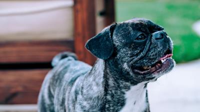 Pug dog pet photo 4k wallpaper