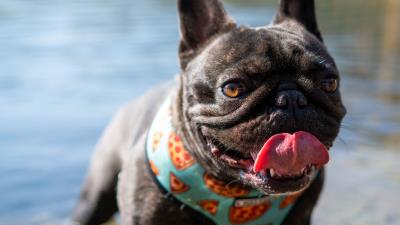 Pug dog protruding tongue 4k wallpaper