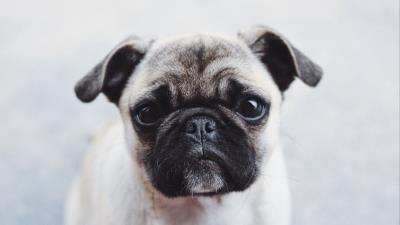 Pug dog puppy 4k wallpaper