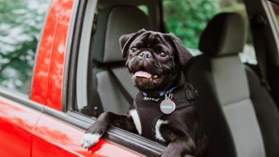 Pug dog tongue protruding image 4k wallpaper