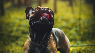 Pug dog tongue protruding 4k wallpaper