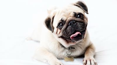 Pug face happy look puppy 4k wallpaper