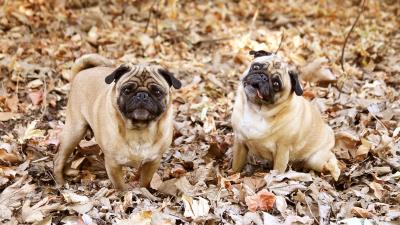 Pug foliage dogs funny 4k wallpaper