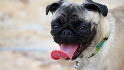 Pug muzzle dog protruding tongue 4k wallpaper