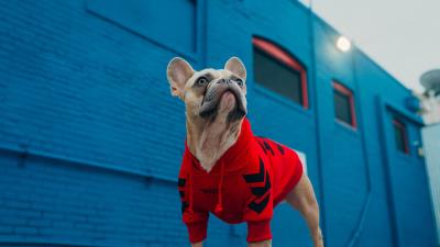 Pug pet dog 4k wallpaper