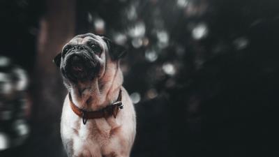 Pug puppy dog 4k wallpaper