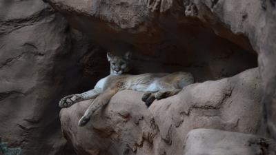 Puma cougar funny rock 4k wallpaper