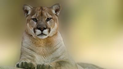 Puma cougar mountain lion 4k wallpaper