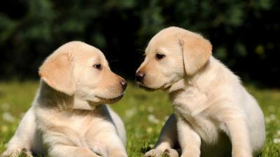 Puppies brothers grass 4k wallpaper
