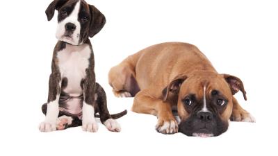 Puppies dogs boxer photoshoot 4k wallpaper