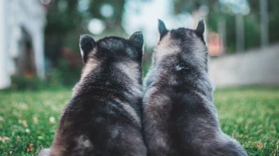 Puppies dogs grass 4k wallpaper