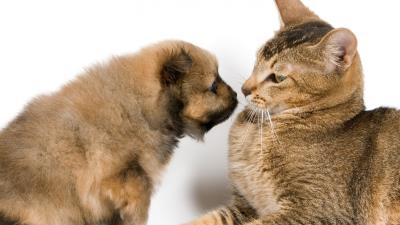 Puppy cat familiarity affection friendship 4k wallpaper