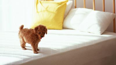 Puppy curls bed morning 4k wallpaper