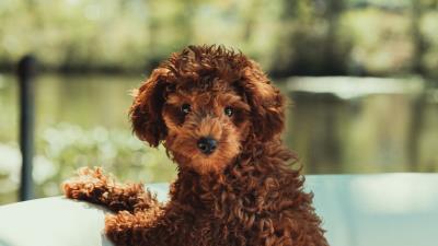 Puppy cute pet 4k wallpaper