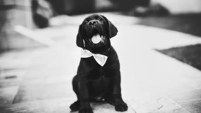 Puppy dog bw 4k wallpaper