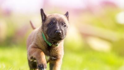 Puppy dog collar 4k wallpaper