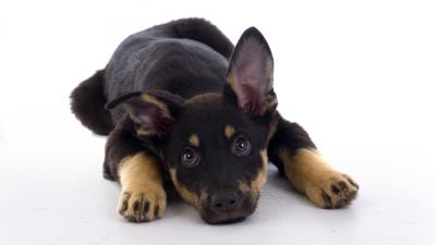 Puppy dog down waiting 4k wallpaper